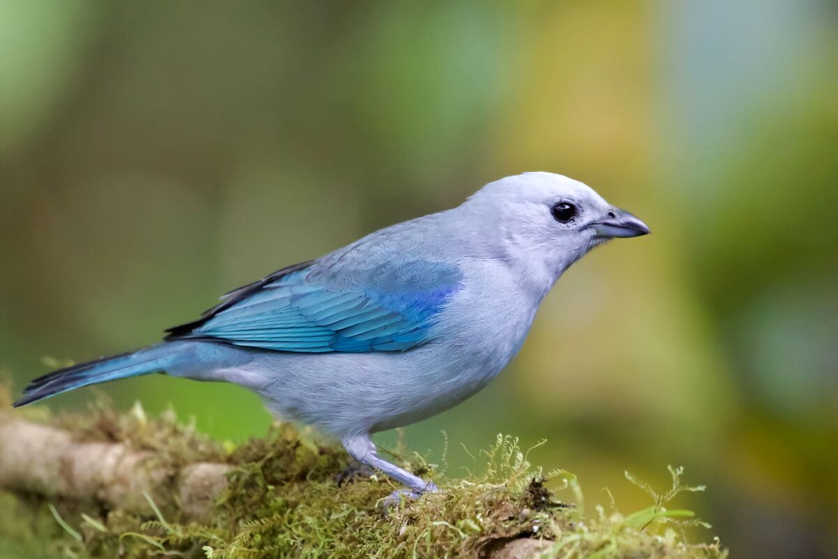 Blue-gray Tanager...