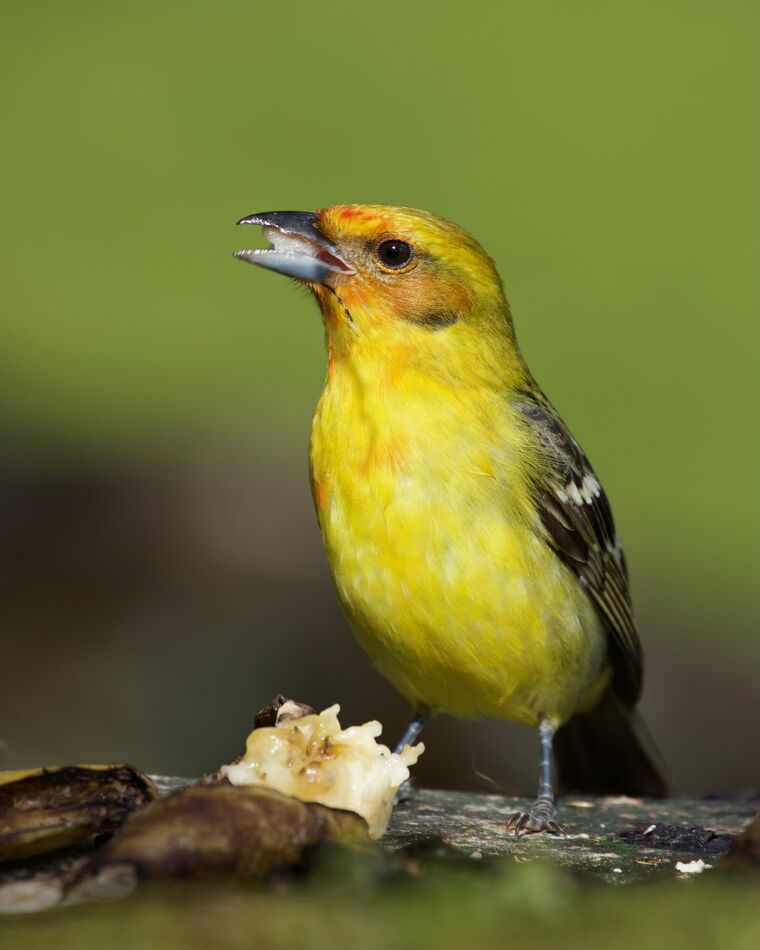 Flame-colored Tanager - Female...