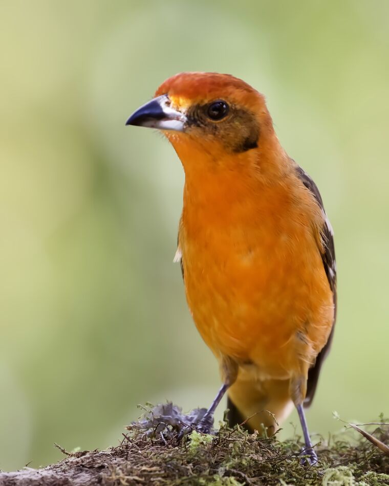 Flame colored Tanager-male...