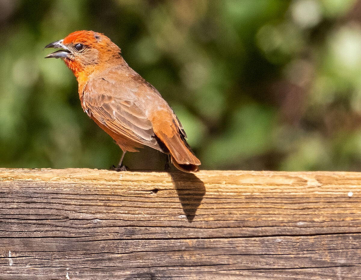 Hepatic Tanager...