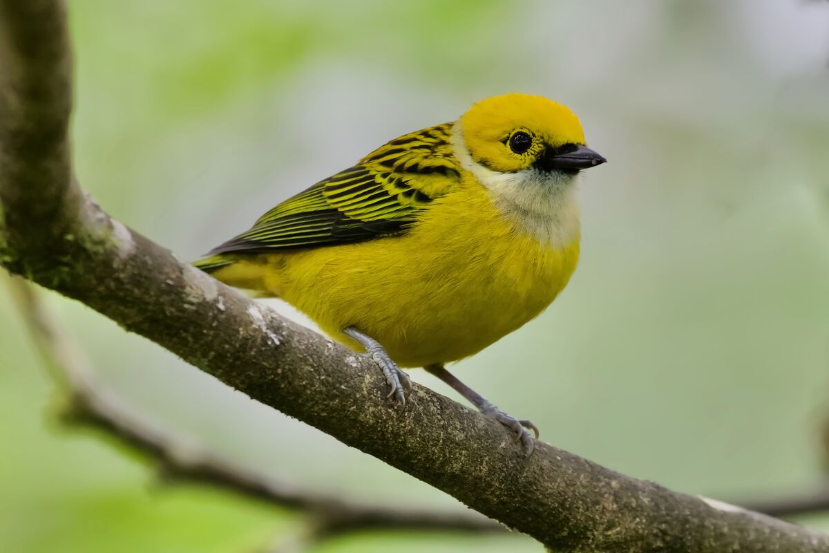 Silver-throated Tanager...