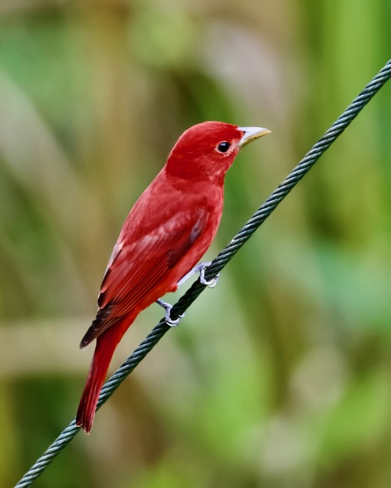 Summer Tanager...