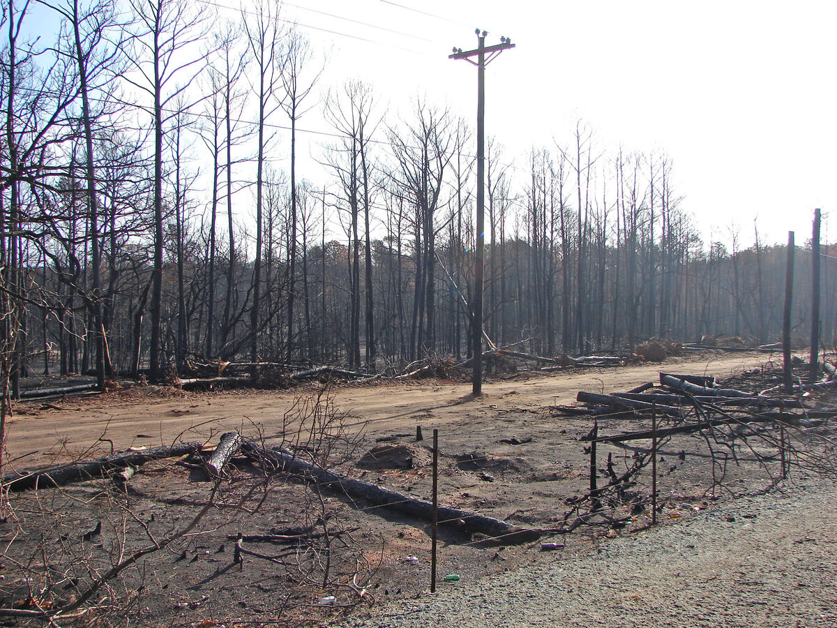The aftermath of a forest fire near Bastrop, Texas...