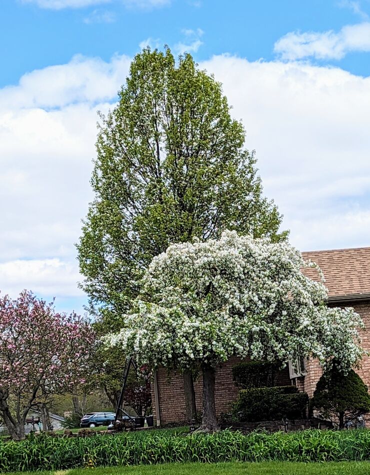 Oak Forest, IL Blossoms: Saturday ride-around 😁...