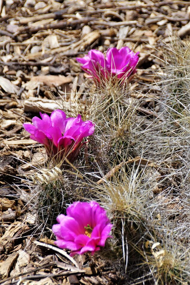 The flowers of cactus around the state are amazing...