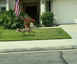 One of several 'urban Coyotes' whom we and our nei...