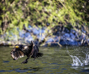 Cormorant from the Kayak...
