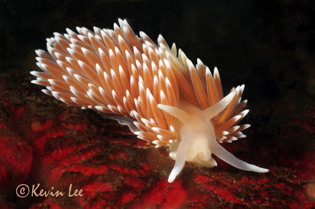 Opisthobranch, specifically a nudibranch (Latin fo...