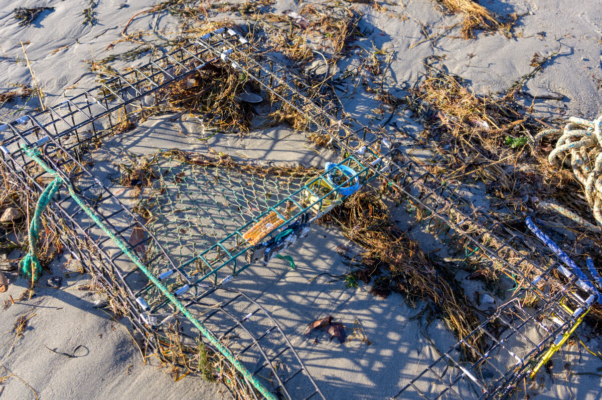 Long lost lobstere traps broke from their buoys an...