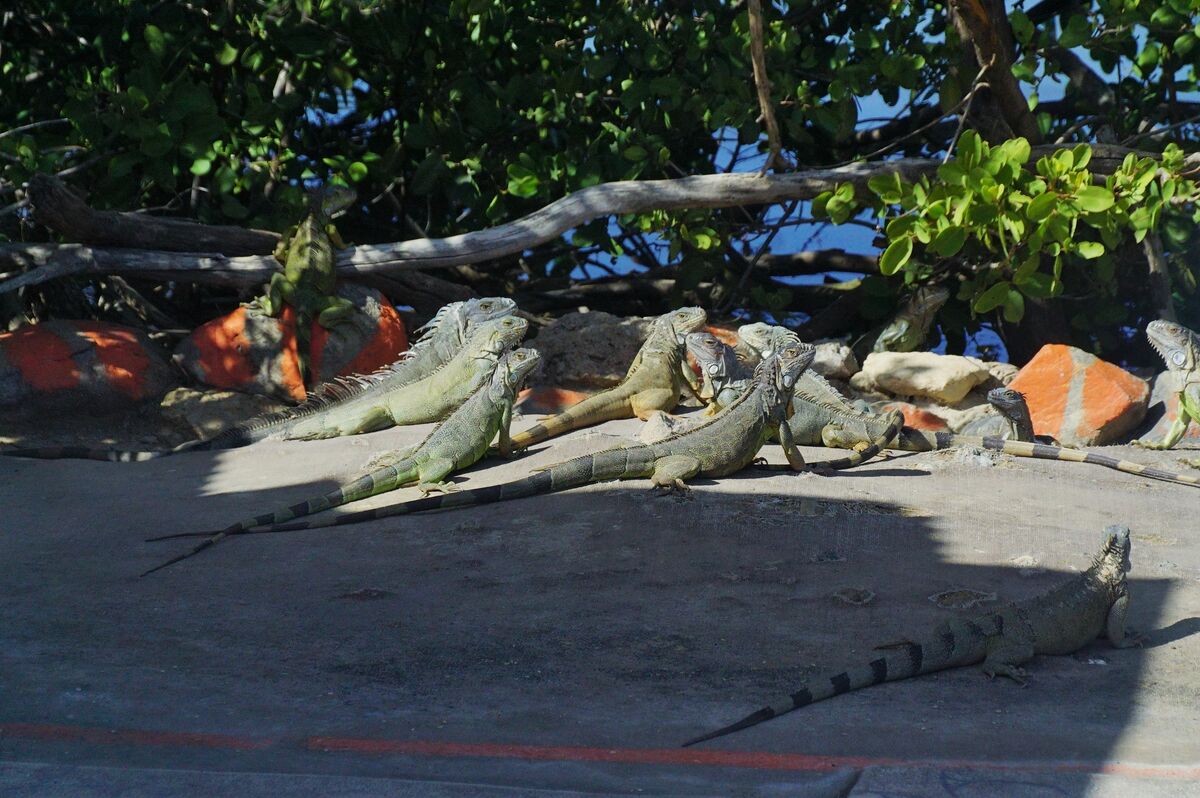 A mess of Iguanas in the Carribbean.  Shot from th...