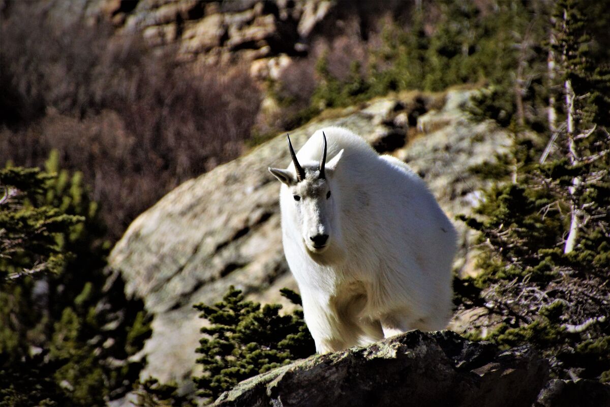Mountain Goat by the road in Colorado.  There were...