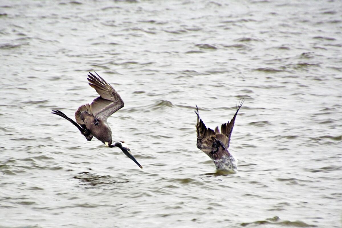 Dive, Dive, Dive.  Just a couple of pelicans off t...