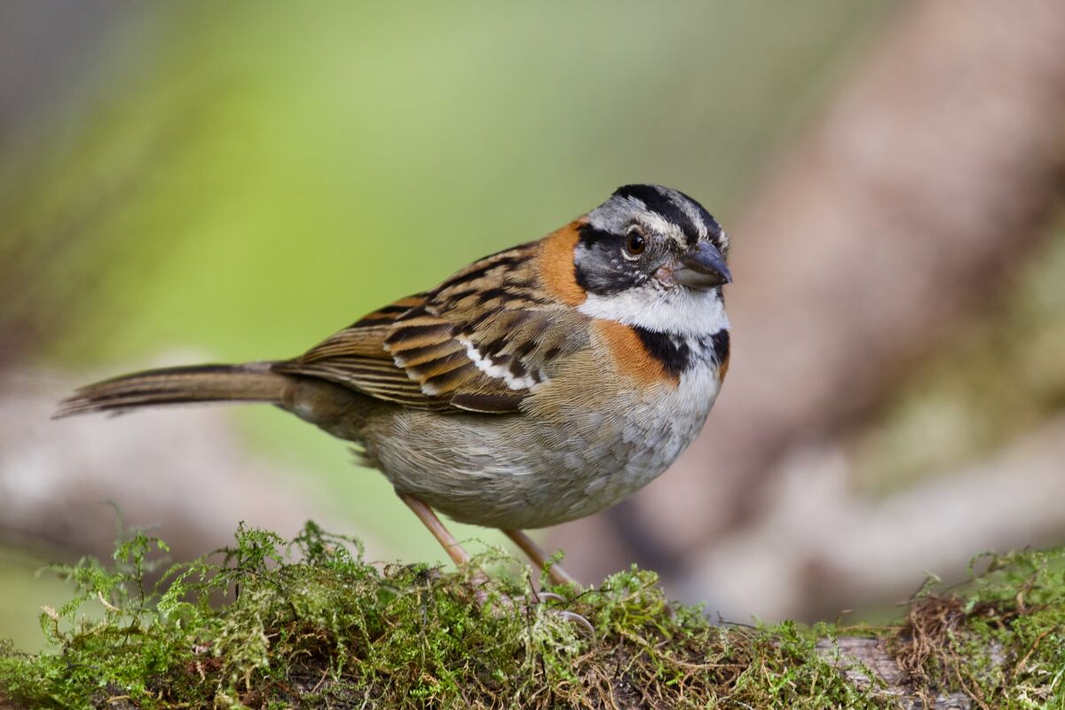 Rufous collard Sparrow...
