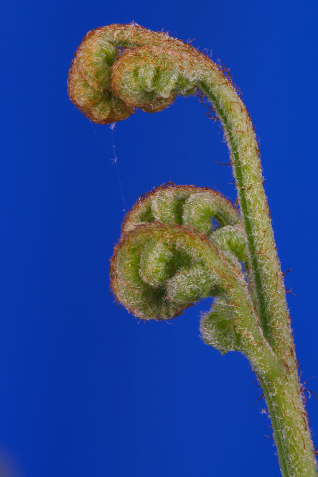 This is a 17mm x 5.5 mm section of an 18cm plant, ...