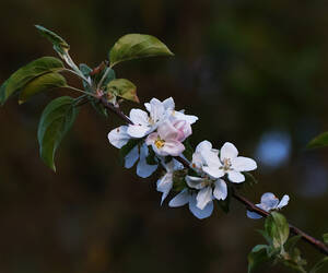 Apple Blossom...