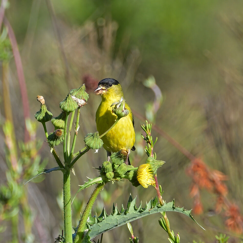 Male Lesser Goldfinch...