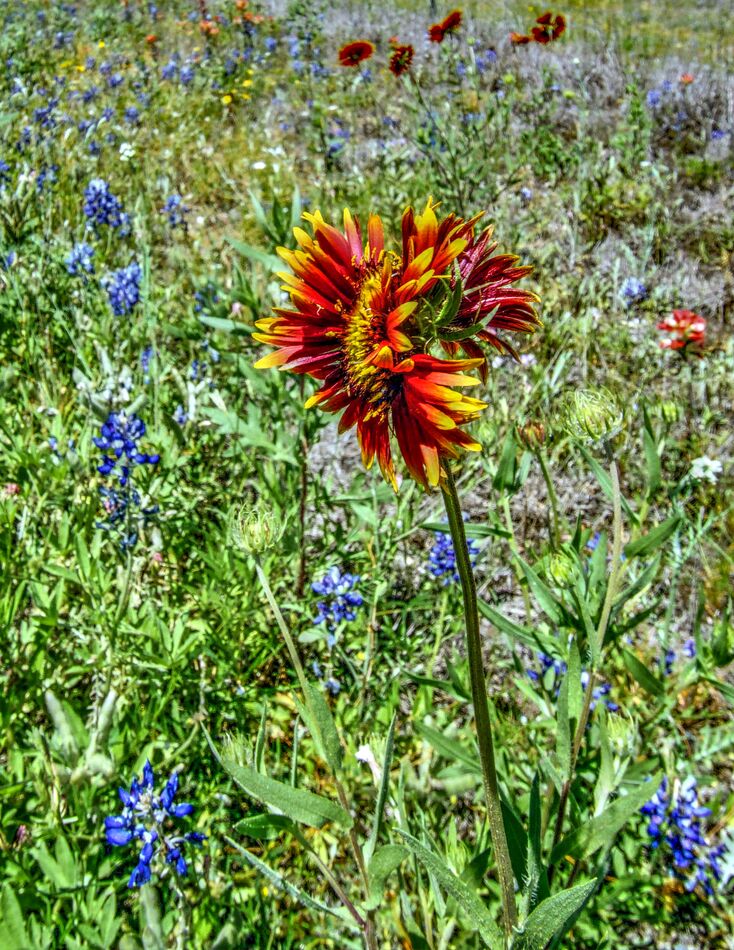 I had never seen an Indian Blanket (or any other f...