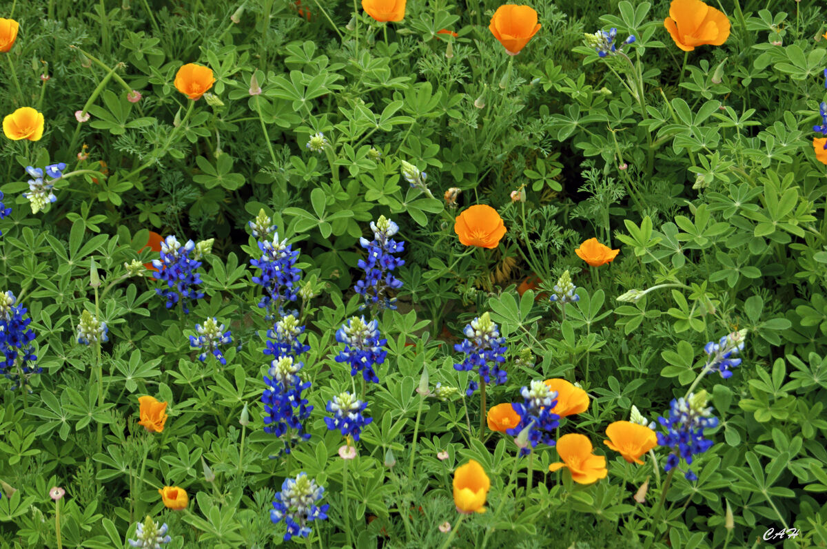 Bluebonnets and Poppies...