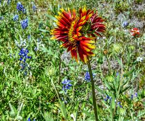 I had never seen an Indian Blanket (or any other f...