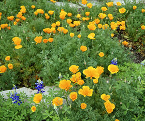 California Poppies and Bluebonnets...