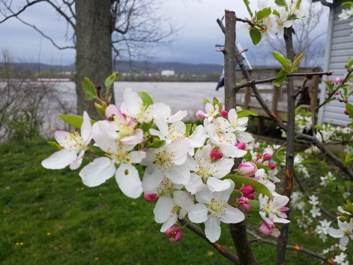 Young crabapple tree along the Ohio River;(if you ...