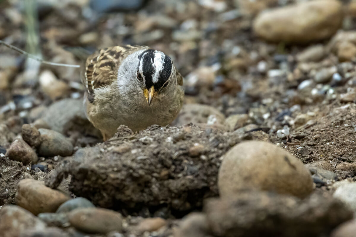 White-crowned Sparrow...