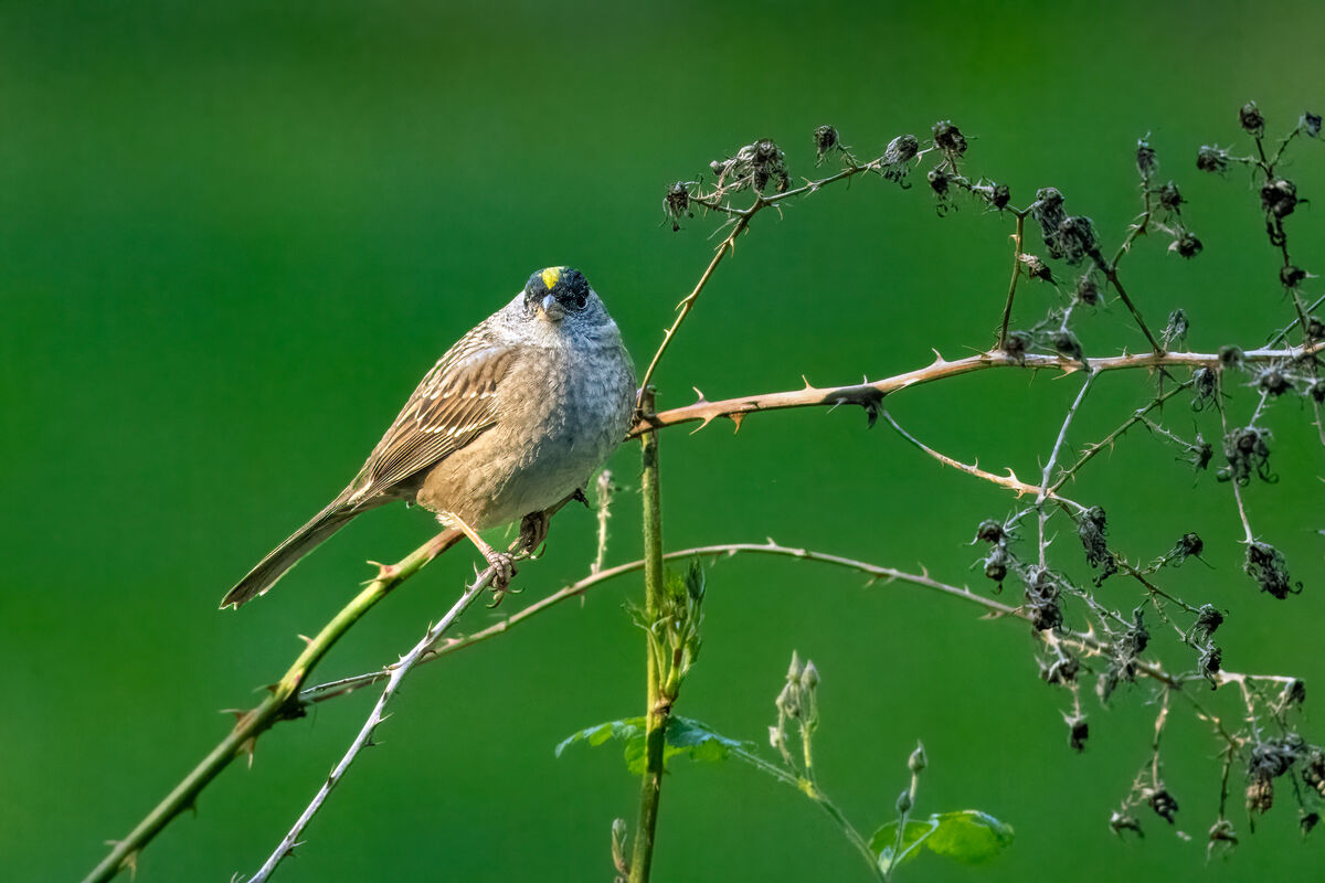 Golden-crowned Sparrow...
