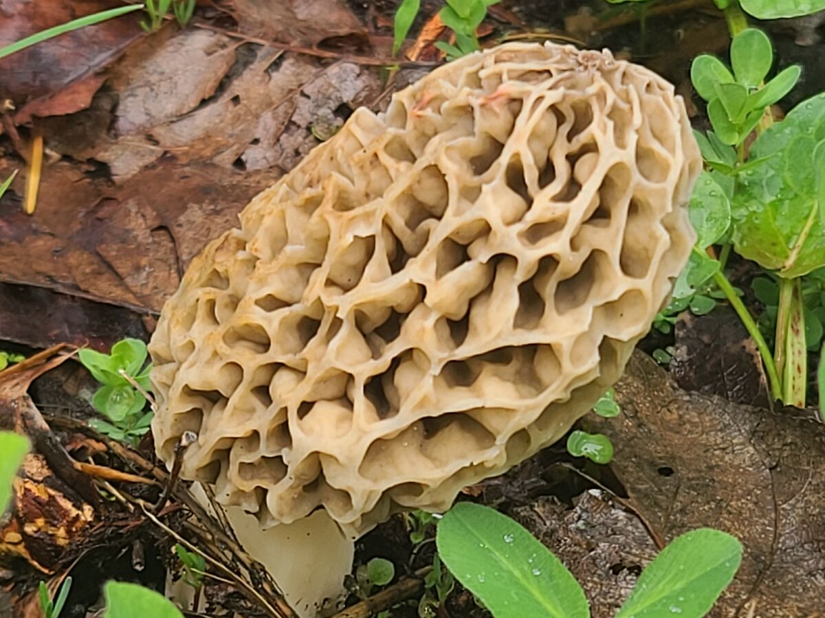 Morel mushroom....