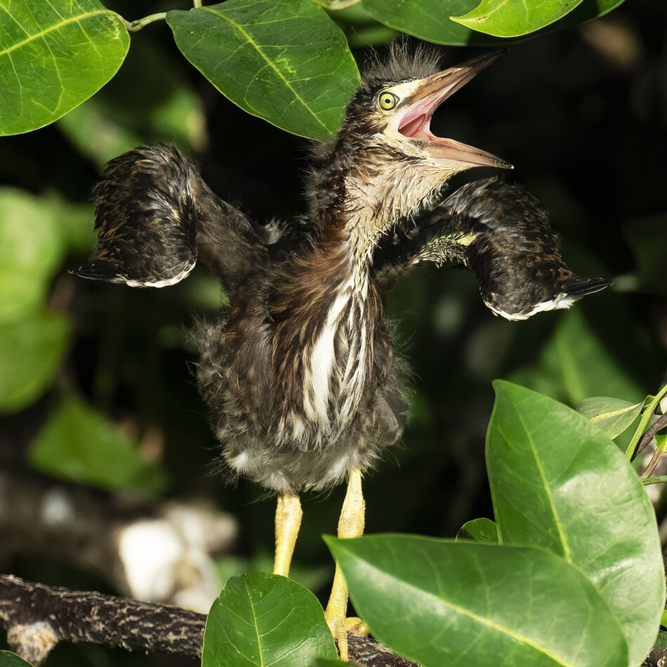 Week Old Green Heron: Week Old Green Heron, Green Cay Florida. Sony A1 