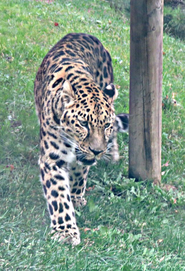 amur leopard...