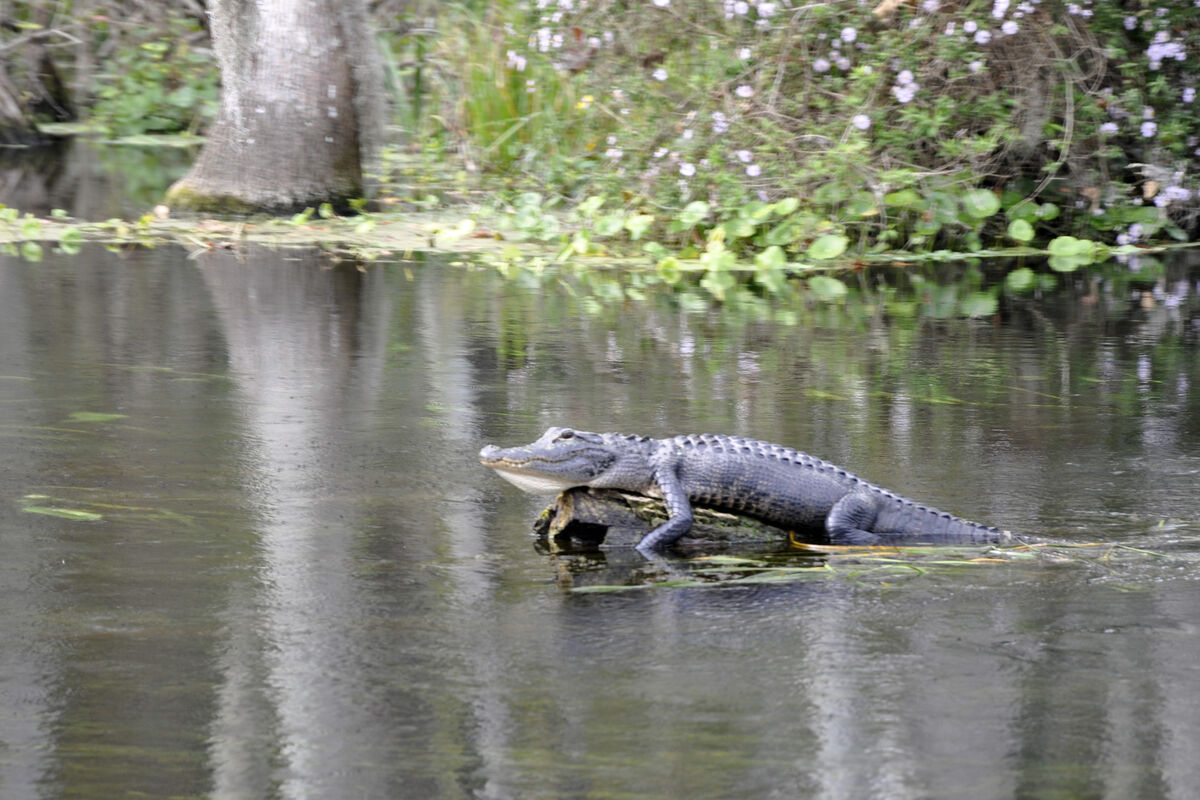 alligator, in the Silver River, Florida...
