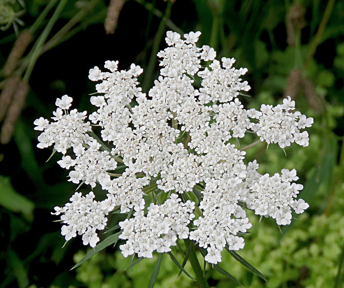 Queen Anne's Lace...