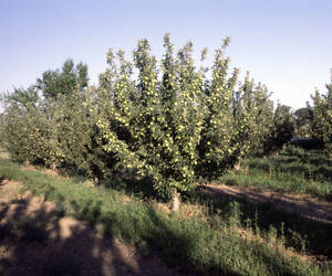 Apple Orchard - as seen in Wapato, Washington - Au...