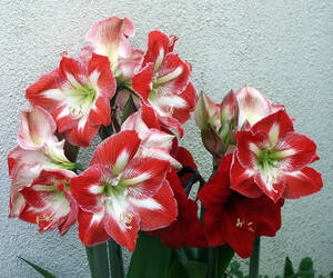 Amaryllis - flowers as seen in our backyard in Irv...