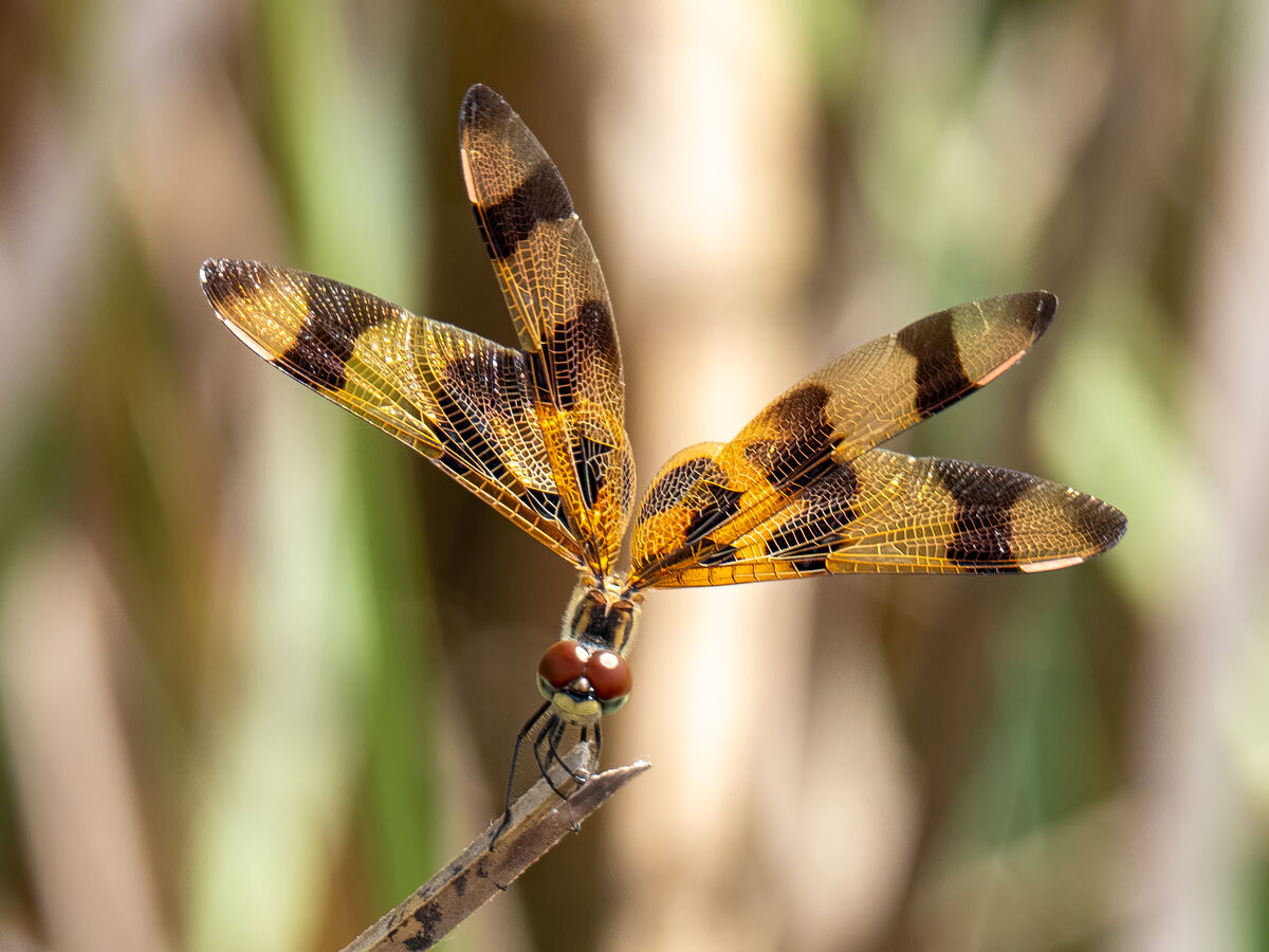 Halloween pennant - dragonfly species (Macro shot)...