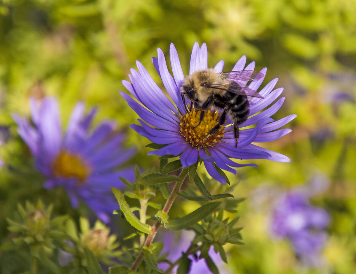 American Aster with bee...