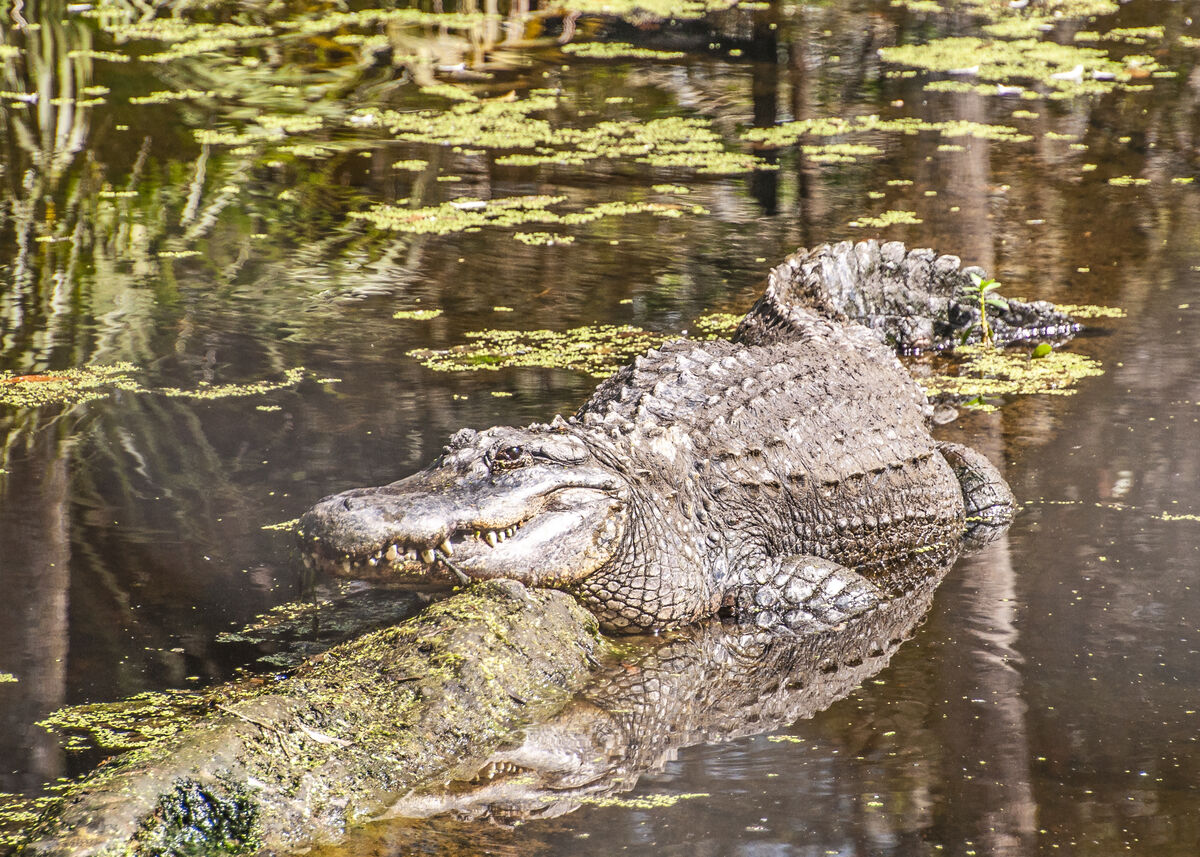 another alligator, FL...
