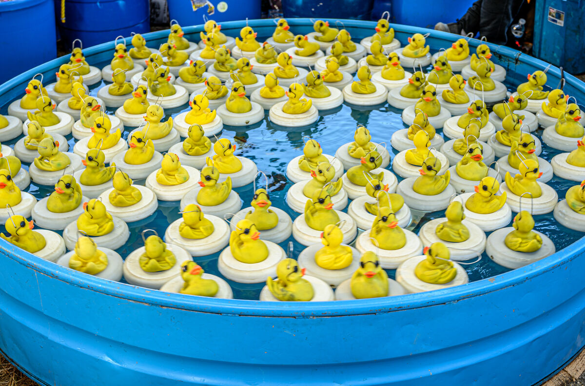 A lot of "Duckies"...