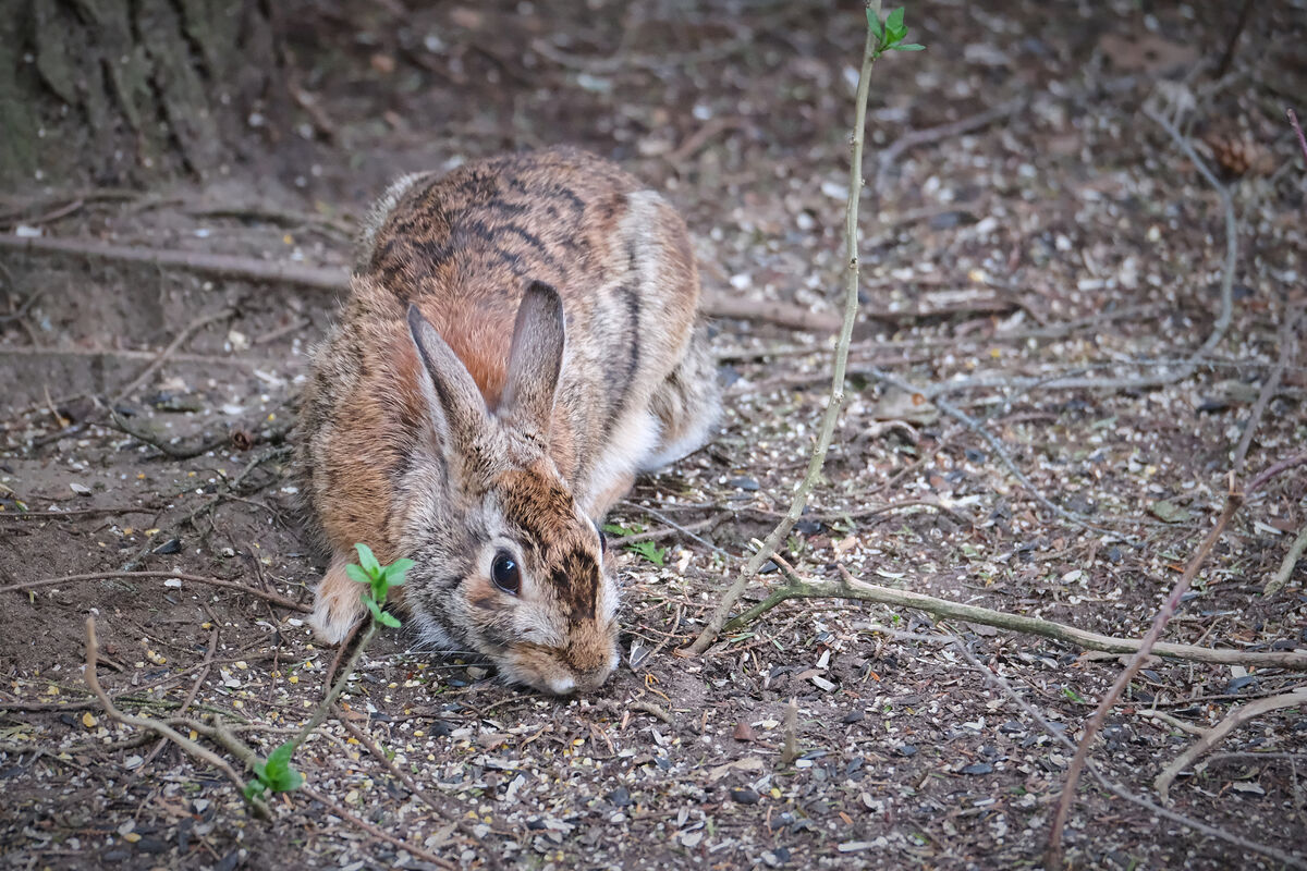 Eastern Cottontail enjoying the bird seed we sprea...