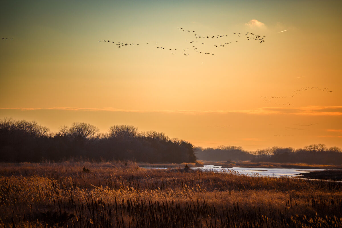 Coming into the Platte to roost at sunset...