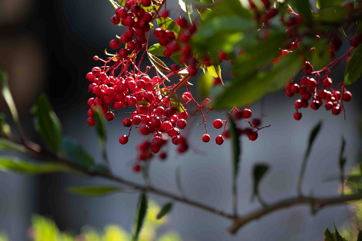 Toyon berries...