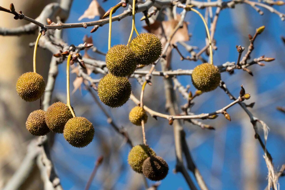 Sycamore seed balls...