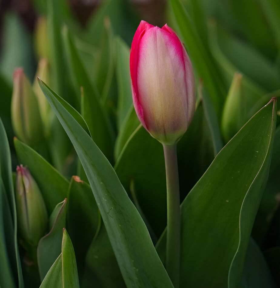 Tulip bud...