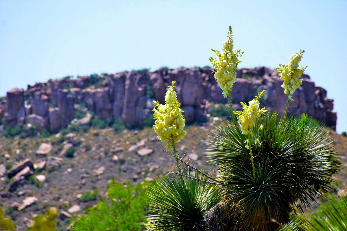 Yuccas down in the Big Bend area....
