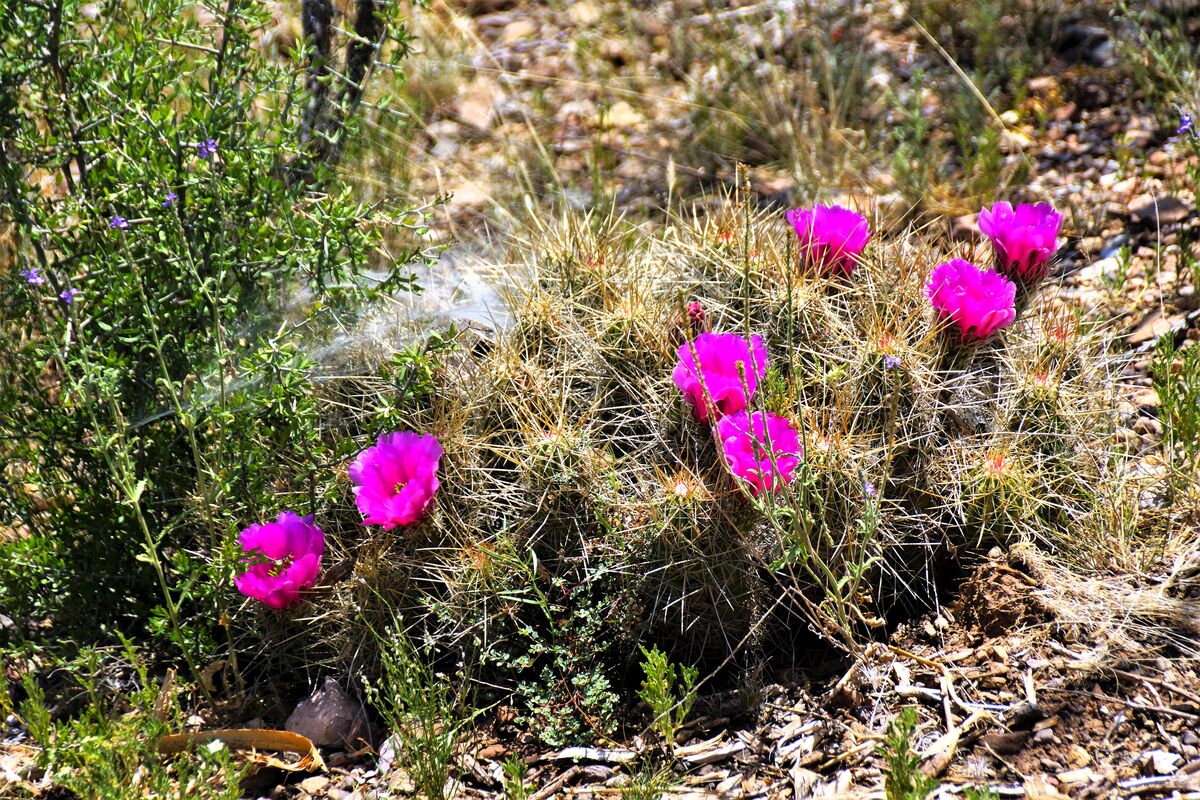 Cactus flowers...