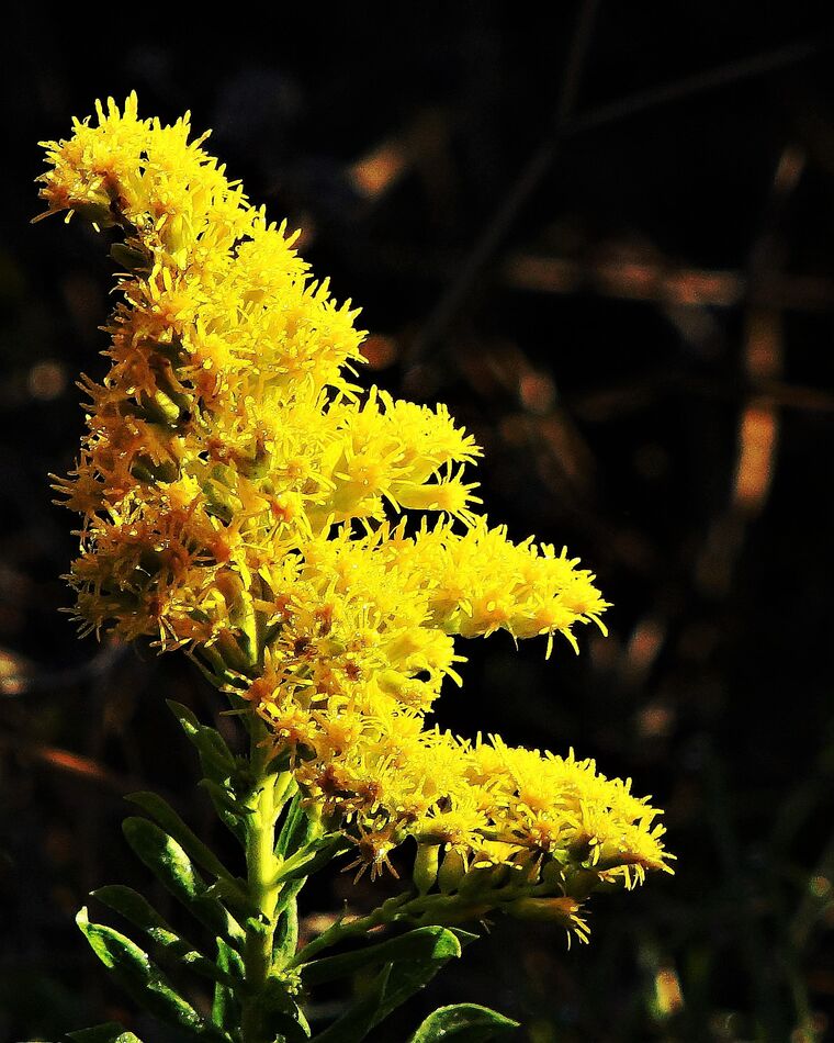 I think this is Goldenrod but not 100% sure.  Corr...