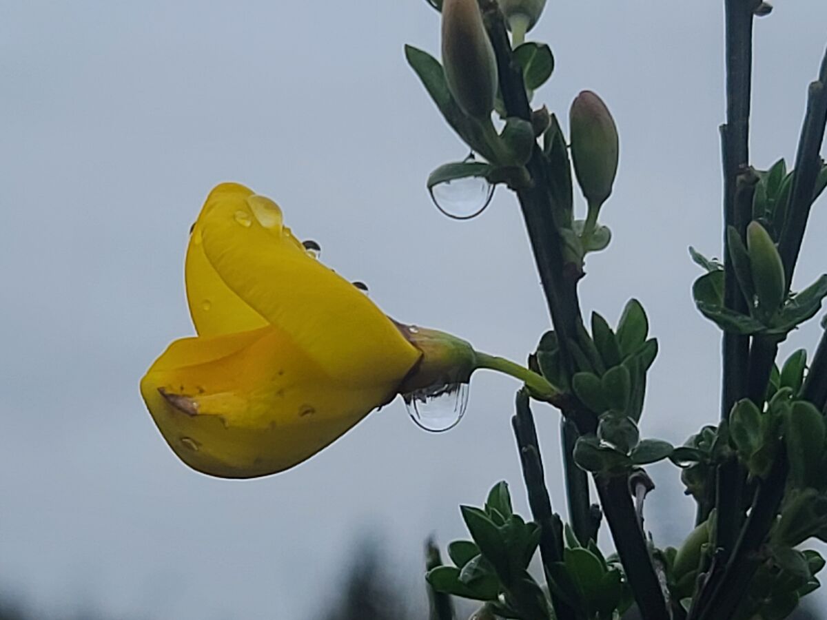 Scotchbroom in bloom caught some raindrops for mor...