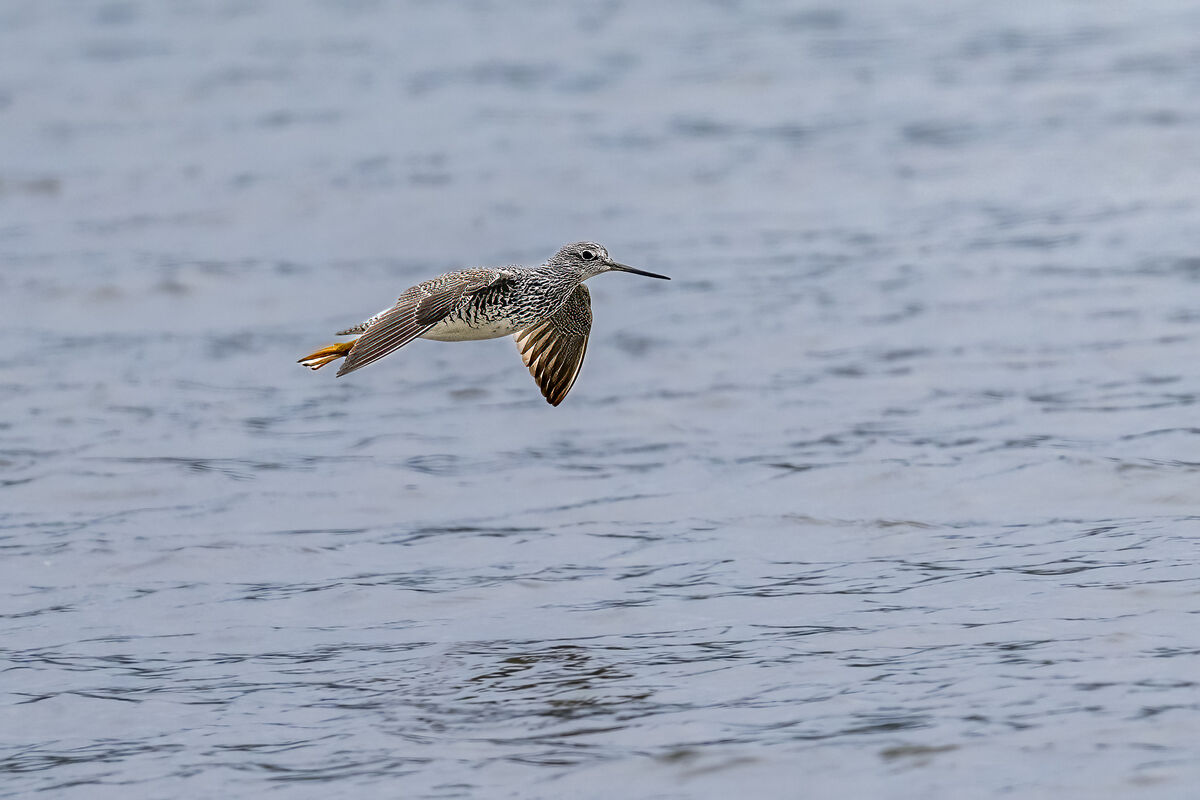 Greater Yellowlegs On The Way Out......