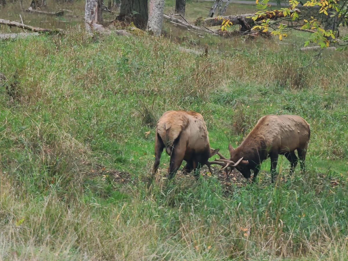 Elk horns interlocking at Northwest Trek....
