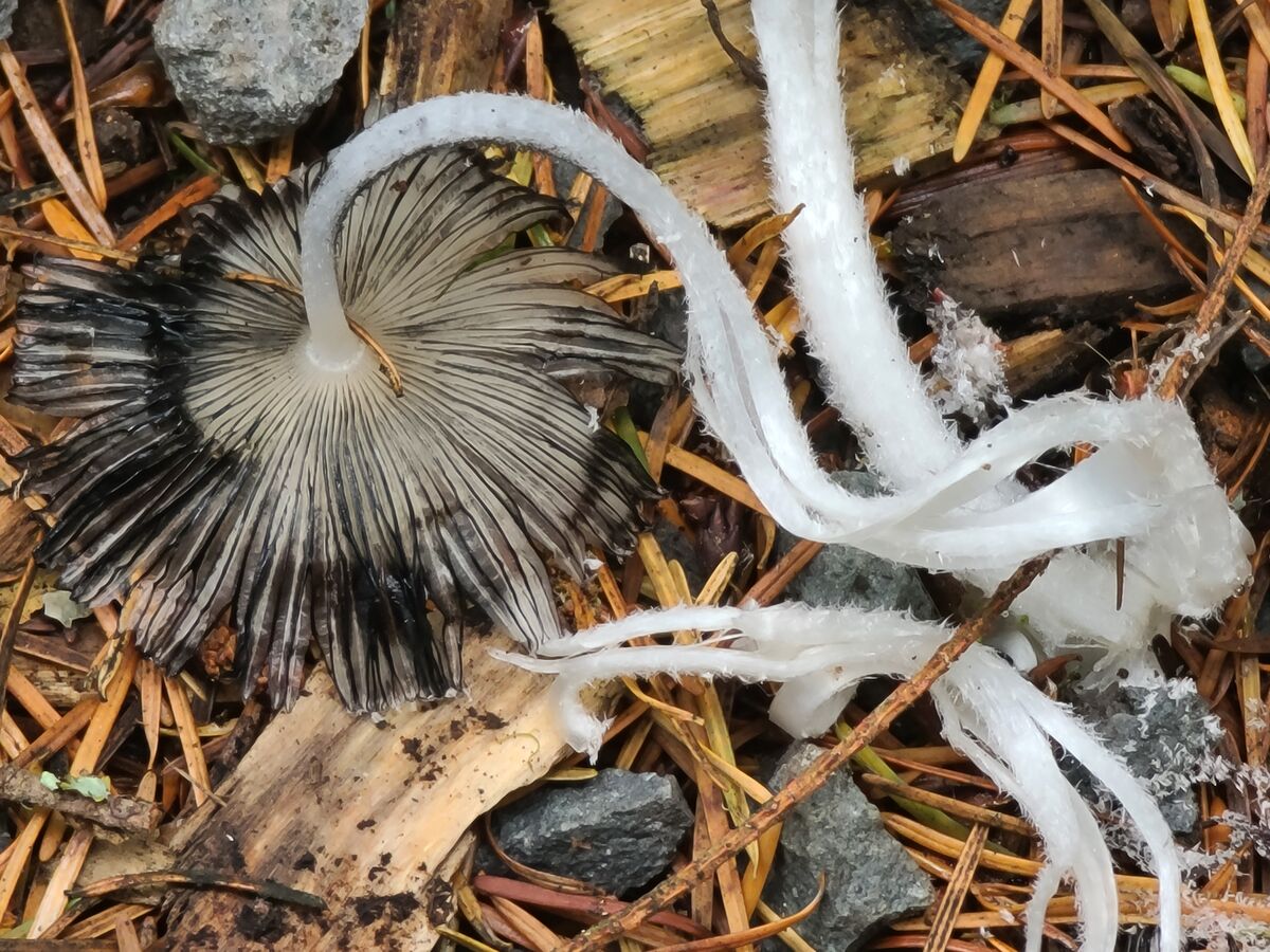 Curvy mushrooms at Northwest Trek....